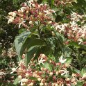 Clerodendron trichotomum fleur P13 P17 P27